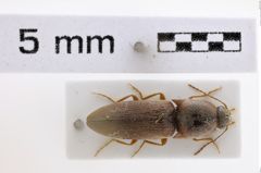 Foto (Dorsalansicht) von Heteroderes omanensis (NHMW-ZOO-COL-0008019)